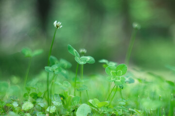 四つ葉のクローバー / Four Leaf Clover