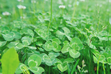 四つ葉のクローバー / Four Leaf Clover