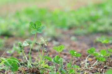五つ葉のクローバー / Five Leaf Clover