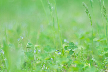 五つ葉のクローバー / Five Leaf Clover