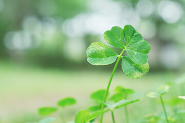 五つ葉のクローバー / Five Leaf Clover