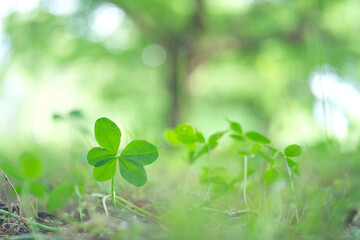 五つ葉のクローバー / Five Leaf Clover