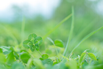 五つ葉のクローバー / Five Leaf Clover