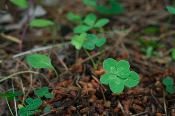 六つ葉のクローバー / Six Leaf Clover
