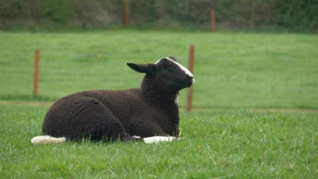 Zwartbles Sheep Chewing Grass While Lying In The Pasture At Castleview Open Farm In Laois, Ireland. - static