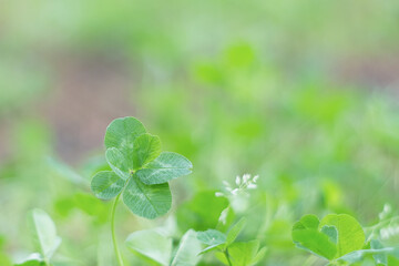 六つ葉のクローバー / Six Leaf Clover