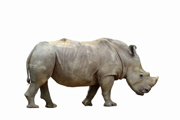 Fototapeta premium Formidable of rhinoceros isolated on white background.