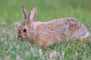 Naklejka na ściany i meble A wild bunny eating grass in a yard in suburban Colorado.