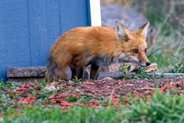Fototapeta premium A wild female fox in the suburbs of Colorado