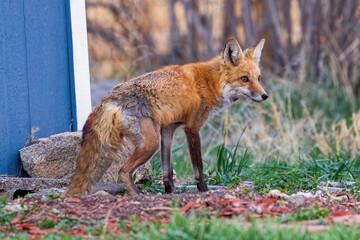 A wild female fox in the suburbs of Colorado
