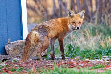 Naklejka na ściany i meble A wild female fox in the suburbs of Colorado