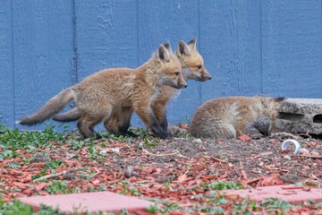 Fototapeta premium A litter of wild fox pups playing together outside their den in suburban Colorado.