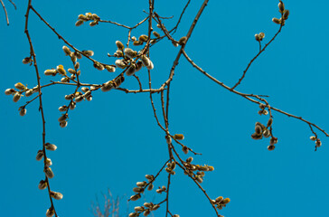 Willow against the blue sky. Spring.