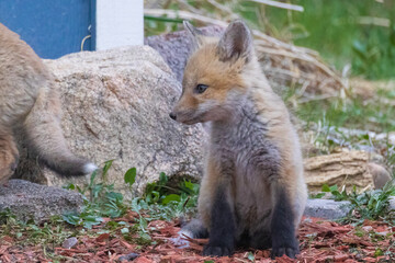 A litter of wild fox pups playing together outside their den in suburban Colorado.