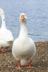 A white goose stands by the water. Goose looks straight into the frame.