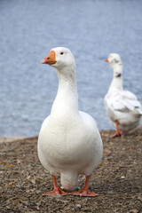 A white goose stands by the water. Goose looks away.