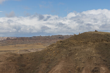 Bighorn sheep sit on a plateau overlooking the dramatic landscape of Badlands National Park in South Dakota