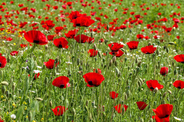 View of a meadow with red poppies and white daisies. Selective Focus