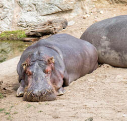 Animals - resting hippo.