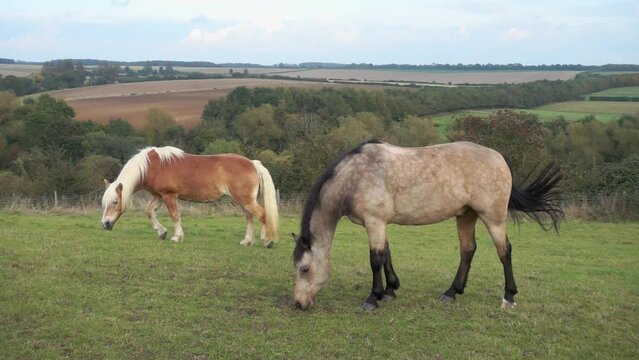 Slow motion.  Dun and Palomino ponies grazing and bothered by flies