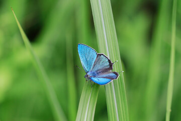 ジョウザンミドリシジミ