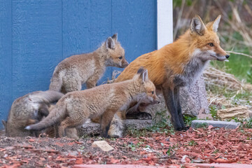 A wild female fox nurses her young fox pups in the suburbs of Colorado.