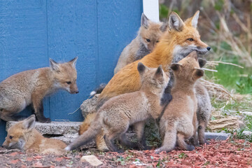 A wild female fox nurses her young fox pups in the suburbs of Colorado.