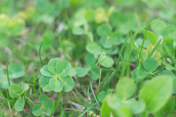 六つ葉のクローバー / Six Leaf Clover