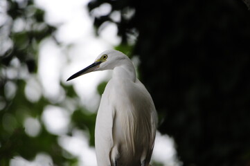 見沼通船堀の木陰のコサギ