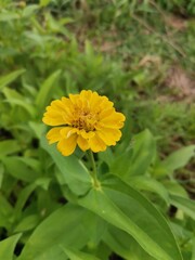 zinnia flowers in the garden