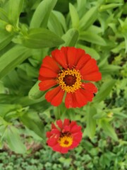 zinnia flowers in the garden
