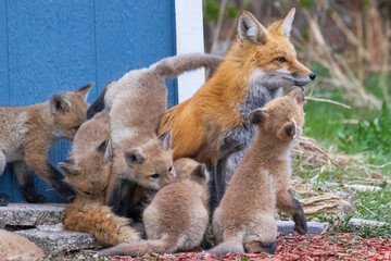 A wild female fox nurses her young fox pups in the suburbs of Colorado.
