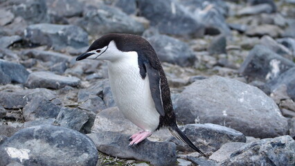 Chinstrap penguin (Pygoscelis antarcticus) walking on the rocks on Half Moon Island, Antarctica