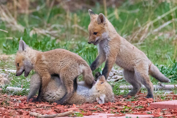 A litter of wild fox pups playing together outside their den in suburban Colorado.