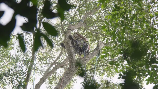 Arborist Tree Removal  pruning