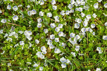 Speedwell flowers blooming on spring meadow. Veronica officinalis, the heath speedwell, common gypsyweed, common speedwell, or Paul's betony flowering plant top view