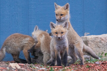 A litter of wild fox pups playing together outside their den in suburban Colorado.