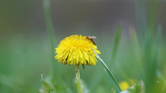 Honey bee gathering nectar on yellow dandelion flowers blooming on summer meadow in green sunny garden