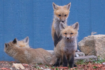 Naklejka na ściany i meble A litter of wild fox pups playing together outside their den in suburban Colorado.