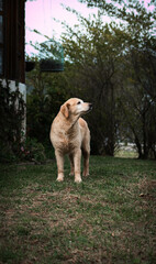 golden retriever dog