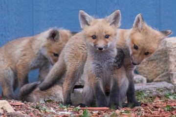 A litter of wild fox pups playing together outside their den in suburban Colorado.