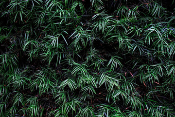 Naklejka na ściany i meble Green bamboo leaves use as natural background