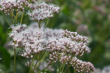 大原野のフジバカマ