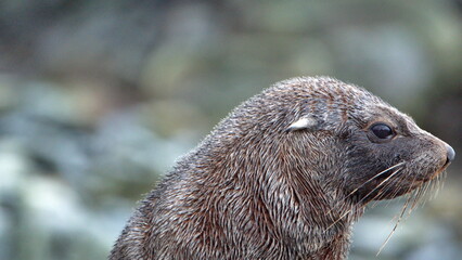 Close up of an Antarctic fur seal (Arctocephalus gazella) on Half Moon Island, Antarctica