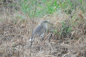 大雨でも元気よく歩くジャワアカガシラサギ