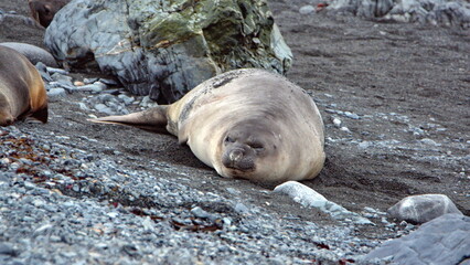 Naklejka premium Southern elephant seal (Mirounga leonina) lying on the beach on Half Moon Island, Antarctica