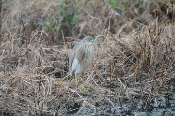 大雨でも元気よく歩くジャワアカガシラサギ