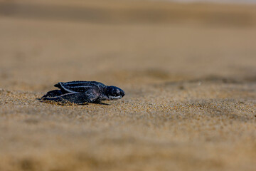 Tortuga laúd caminando hacia el mar