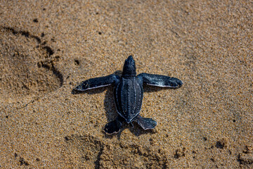Liberación de Tortugas Laud en playa azul, Guerrero, México