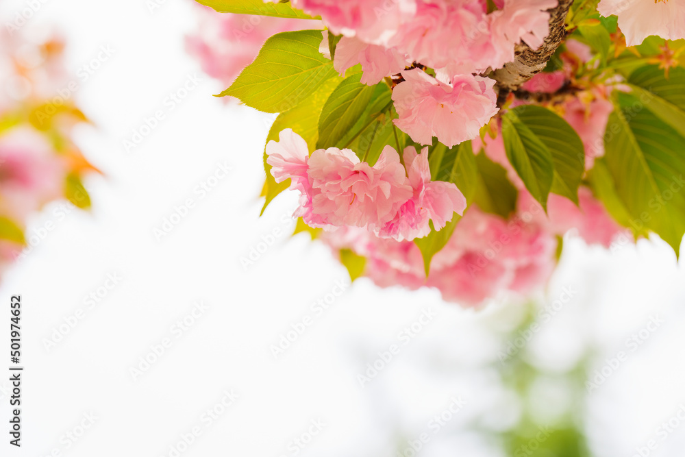 Sticker Pink cherry blossoms blooming in the spring